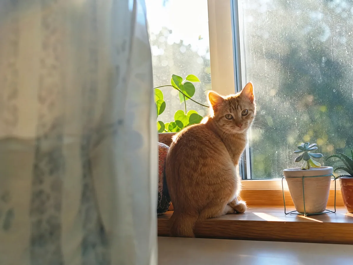 窗台橘猫上榜,宠物赛道今天的作品图1·每日大赛参赛作品